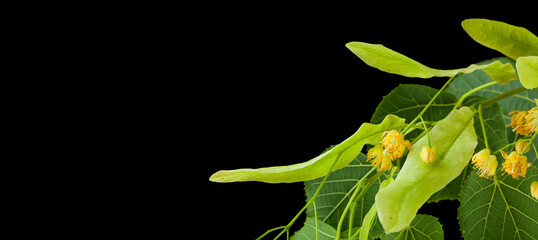 Linden flowers isolated on black background.