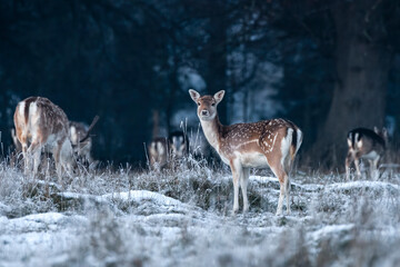 Fallow deer hind in winter snow at twilight, looking at camera. - obrazy, fototapety, plakaty