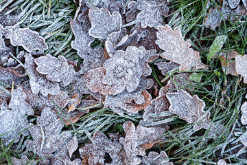 Frost-covered fall leaves on the ground, close-up.