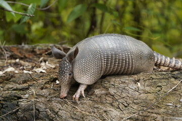 The nine-banded armadillo (Dasypus novemcinctus), also known as the nine-banded long-nosed armadillo or common long-nosed armadillo. Dasypodidae family. Near Mamori Lake, Amazonas, Brazil.