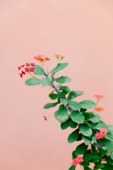 Tropical Red Flower against pink background
