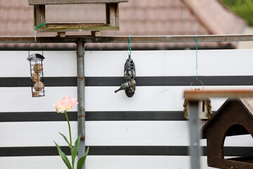 Heimische Wildv&ouml;gel an der Futterstation auf meinem Balkon im Emsland, Niedersachsen, Norddeutschland.