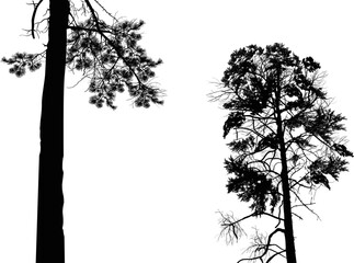 two black pine silhouettes isolated on white