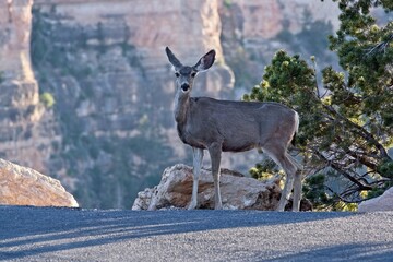 Mule deer, Odocoileus hemionus, staring at you at the Grand Canyon, Arizona.