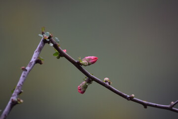 flores naciendo en invierno en Asturias, España