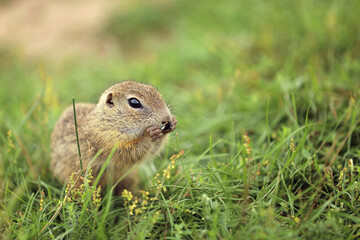 Naklejka na ściany i meble European ground squirrel standing in the grass. Spermophilus citellus Wildlife scene from nature. Ground squirrel on meadow