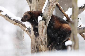 Wolverine (Gulo gulo) on tree branche in winter.  Wolverine in Finland tajga. Wildlife scene on snow