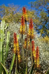 A cluster of yellow and red aloe blooms. The Huntington Library, Art Museum, and Botanical Gardens, San Marino, California.