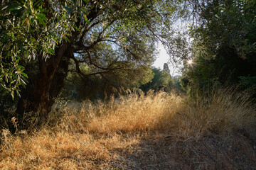 Fototapeta na wymiar olive trees and dry grass in Piskopiano village on Crete island