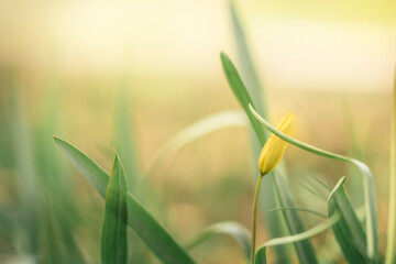 Colorful natural wild tulip snowdrop flowers. Panoramic landscape in sunny day. Beautiful nature...