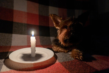A small dog lies in a dark room by the light of a candle (close-up). Blackout. Energy crisis