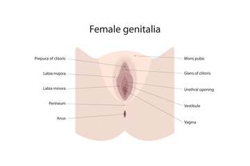 Female genitalia - obrazy, fototapety, plakaty