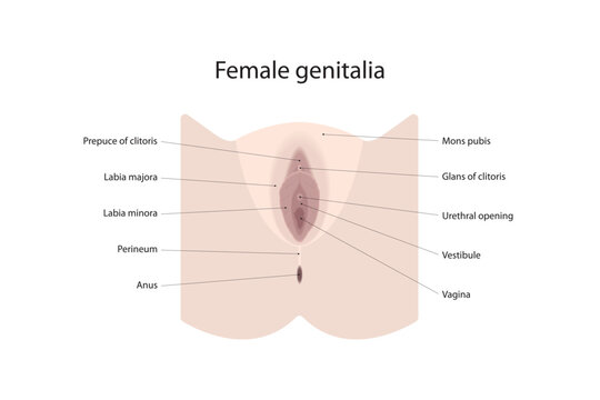 Female genitalia