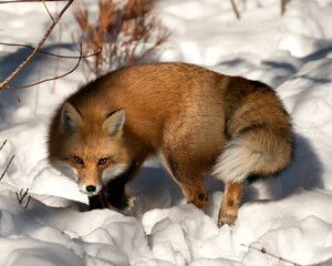 Red Fox Stock Photos. Close-up profile side view in the winter season in its environment and habitat with blur snow background displaying bushy fox tail, fur. Image. Picture. Portrait