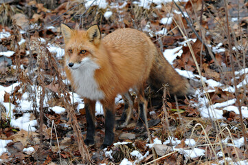 Red Fox stock photos. Close-up profile view in the winter season in its environment and habitat with brown leaves  background displaying bushy fox tail, fur. Fox Image. Picture. Portrait
