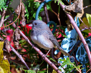 Junco Dark-eyed Bird Photo Stock