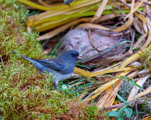 Obraz premium Junco Dark-eyed Photo. Close-up profile side view standing on moss with open beak with rock and foliage background in its environment and habitat surrounding, and displaying grey and white colour.
