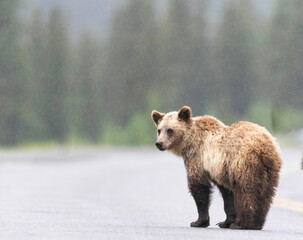 brown bear cub standing on the road looking at the camera