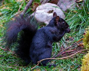 Naklejka na ściany i meble Squirrel Image and Photo. Black Squirrel close-up profile side view standing on foliage and moss eating with background displaying its black fur, paws, bushy tail, in its habitat and environment. 