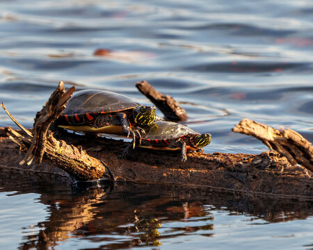 Painted Turtle Photo and Image. Turtles resting on a log in the pond with lily water pad moss and displaying its turtle shell, head, paws in its environment and habitat surrounding. Turtle Image. 