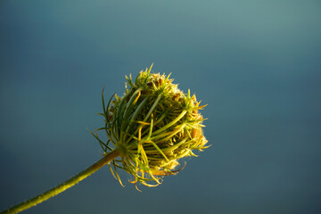 The bud of the medicinal and spicy edible plant fennel
