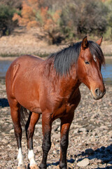 Deep red bay stallion wild horse standing at Salt River Arizona United States