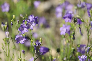 Blühende Glockenblumen (Campanula)