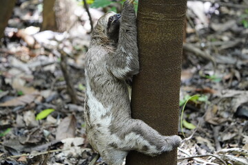 The three-toed or three-fingered sloths are arboreal neotropical mammals .They are the only members of the genus Bradypus and the family Bradypodidae. Near Mamori Lake, Amazonas- Brazil.