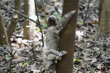 The three-toed or three-fingered sloths are arboreal neotropical mammals .They are the only members...