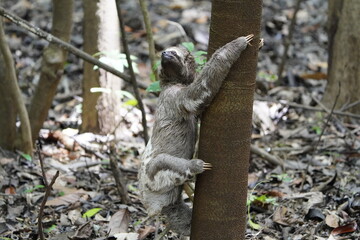 The three-toed or three-fingered sloths are arboreal neotropical mammals .They are the only members of the genus Bradypus and the family Bradypodidae. Near Mamori Lake, Amazonas- Brazil.