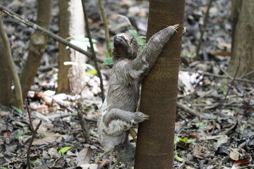 The three-toed or three-fingered sloths are arboreal neotropical mammals .They are the only members...