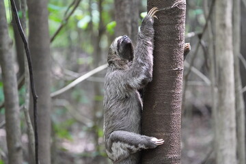 The three-toed or three-fingered sloths are arboreal neotropical mammals .They are the only members of the genus Bradypus and the family Bradypodidae. Near Mamori Lake, Amazonas- Brazil.
