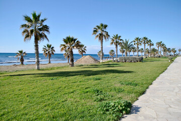 palm trees on the beach