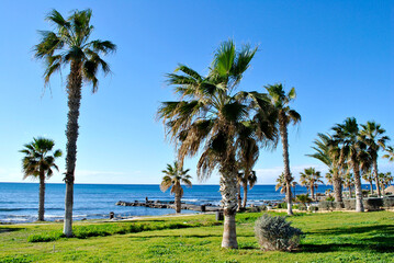 Fototapeta na wymiar Palms on the beach in Cyprus
