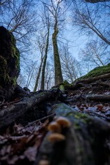 Teufelsküche, Germany - Forest in Winter