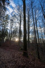 Obraz premium Teufelsküche, Germany - Forest in Winter