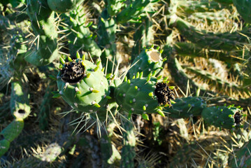 Fototapeta na wymiar Cactus plant with needles