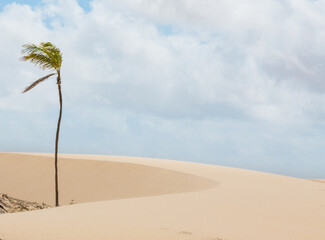 lonely windswept palm tree on the sand