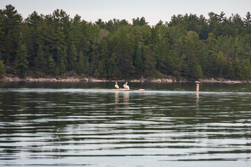 Fototapeta na wymiar Three white Pelican sitting on rock in the water