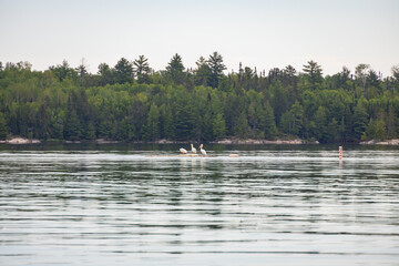 Fototapeta na wymiar Three white Pelican sitting on rock in the water