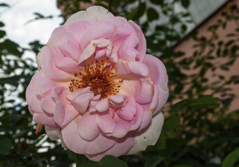 Piękna różowa róża w pełni rozkwitu w przydomowym ogrudku n, tuż po przedwieczornym deszczu , z kroplami wody na płatkach .