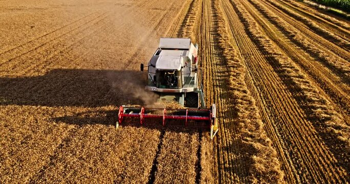 The beauty of sustainable harvest, aerial footage captures farmer driving combine through luscious wheat fields