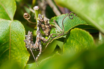 praying mantis, empusa fasciata close up