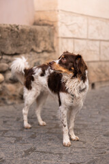Dog in the streets of Granada