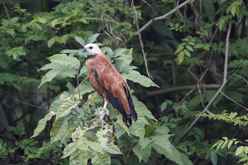 
The Black-collared Hawk (Busarellus nigricollis) is a species of bird of prey in the Accipitridae family. It is monotypic within the genus Busarellus.
