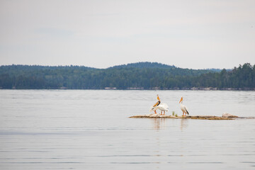 Three white Pelican sitting on rock in the water
