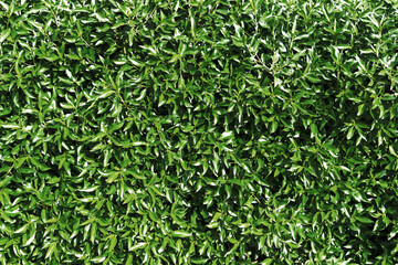 Climber plant background. Creeper plant texture. Gedge bush pattern. Green natural summer wall. Home outdoor decoration. Leaves pattern. Leaf texture.