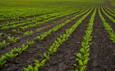 Rows of young fresh beet leaves. Beetroot plants growing in a fertile soil on a field. Cultivation of beet. Agriculture.