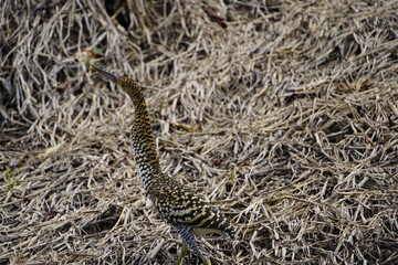Rufescent Tiger Heron, young bird (Tigrisoma lineatum), also known as Soco-Boi, is a species of...