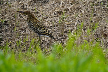 Rufescent Tiger Heron, young bird (Tigrisoma lineatum), also known as Soco-Boi, is a species of heron in the family Ardeidae. Araçá River, 